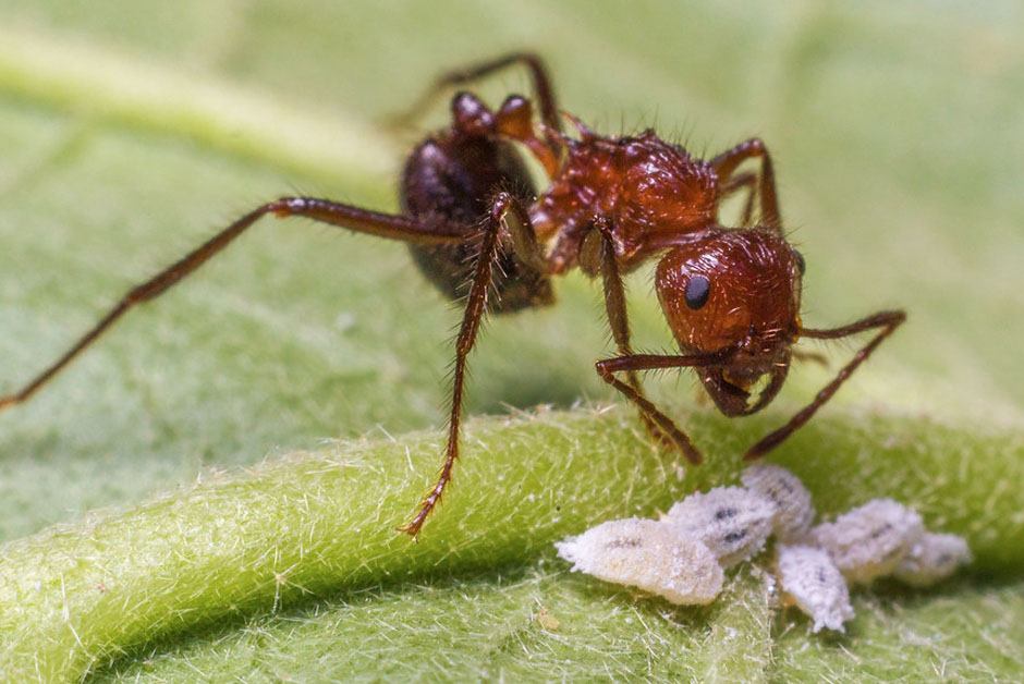 Ants